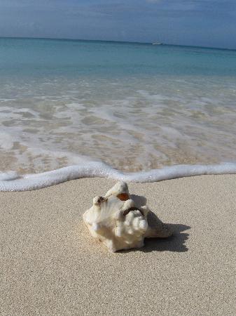 A Relaxing Day at the Beach